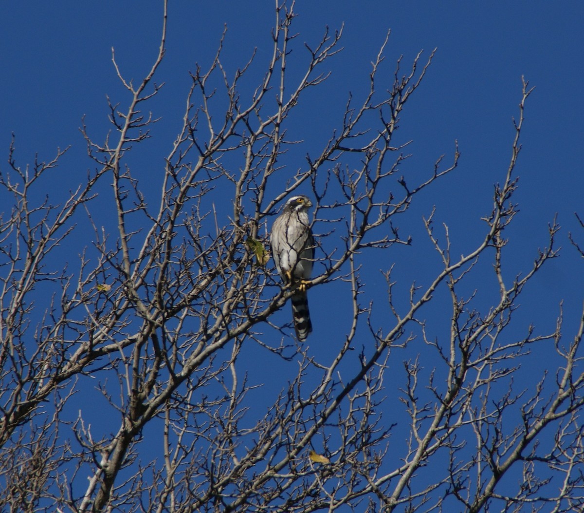 Spot-winged Falconet - ML635534618