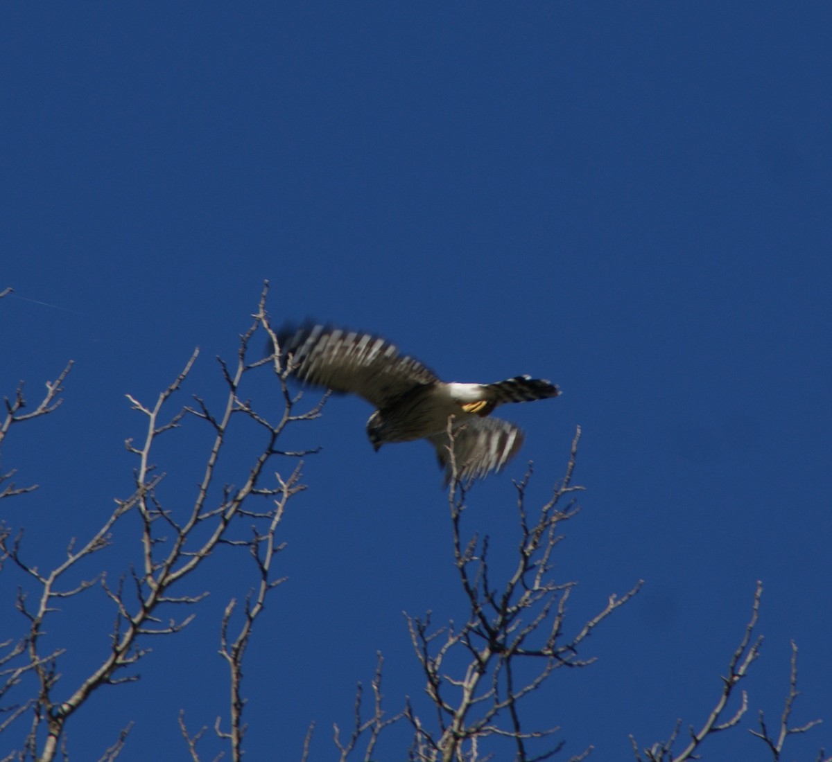 Spot-winged Falconet - ML635534636