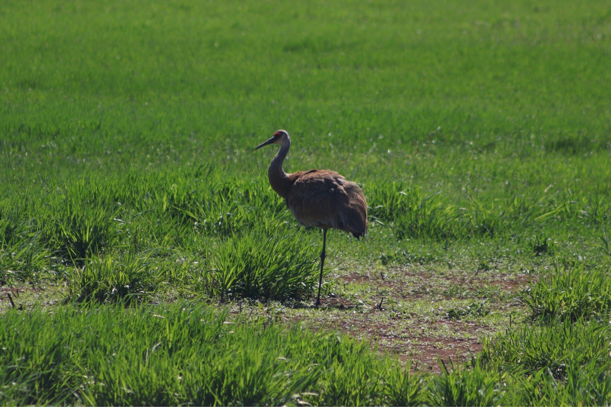 jeřáb kanadský - ML635534717