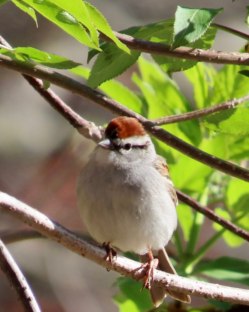 Chipping Sparrow - ML635534735