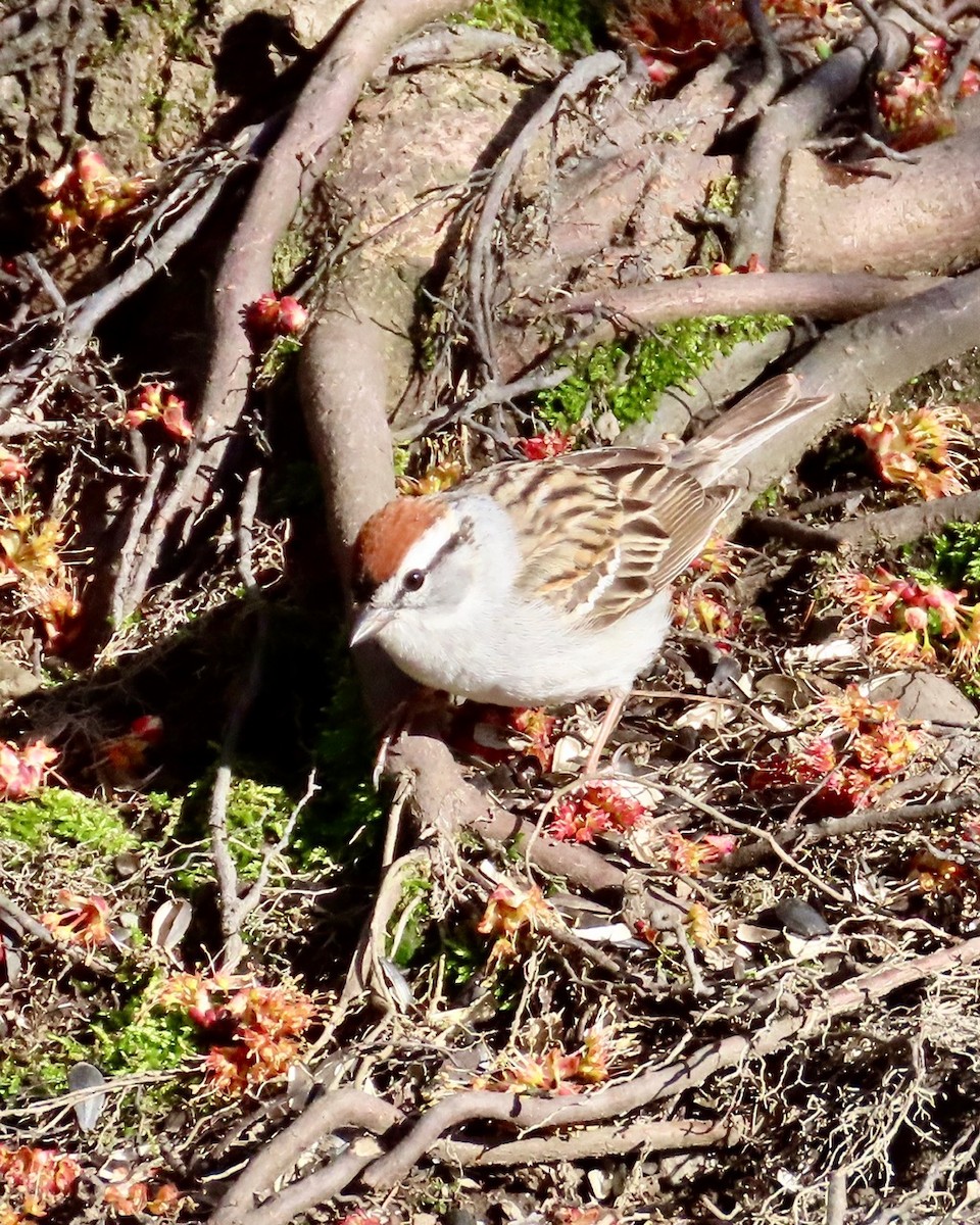 Chipping Sparrow - ML635534736