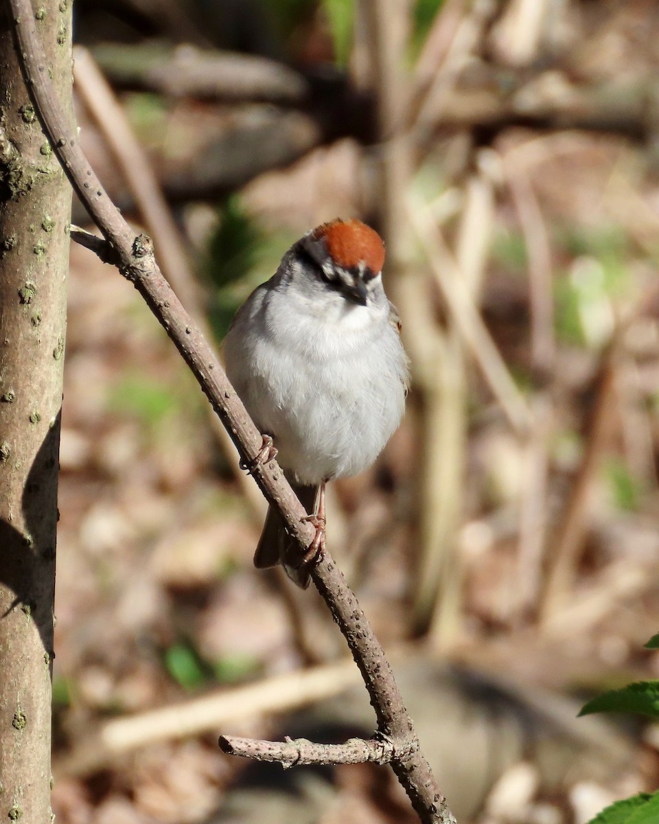 Chipping Sparrow - ML635534737