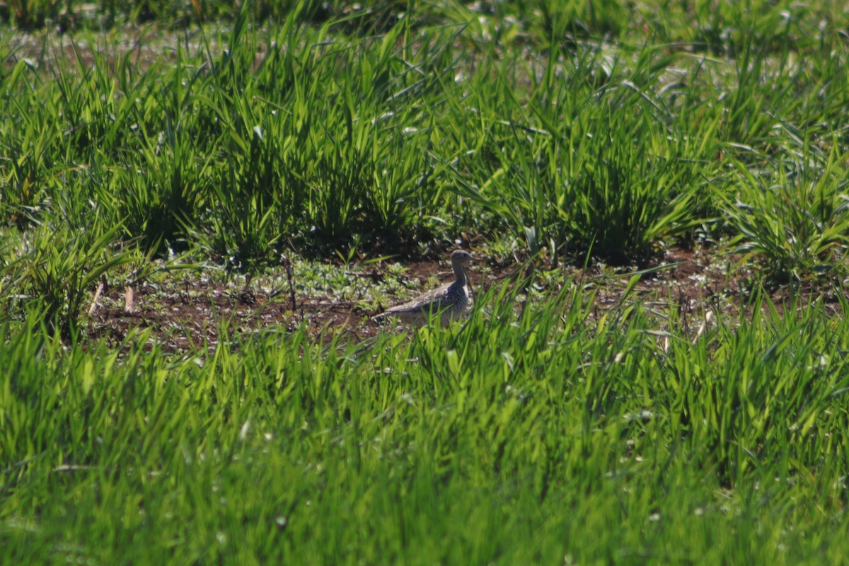 bartramie dlouhoocasá - ML635534749