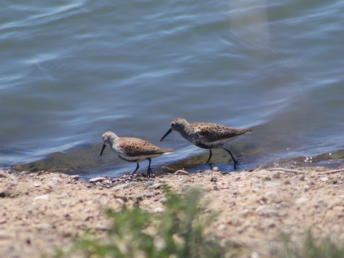 jespák obecný - ML635534772