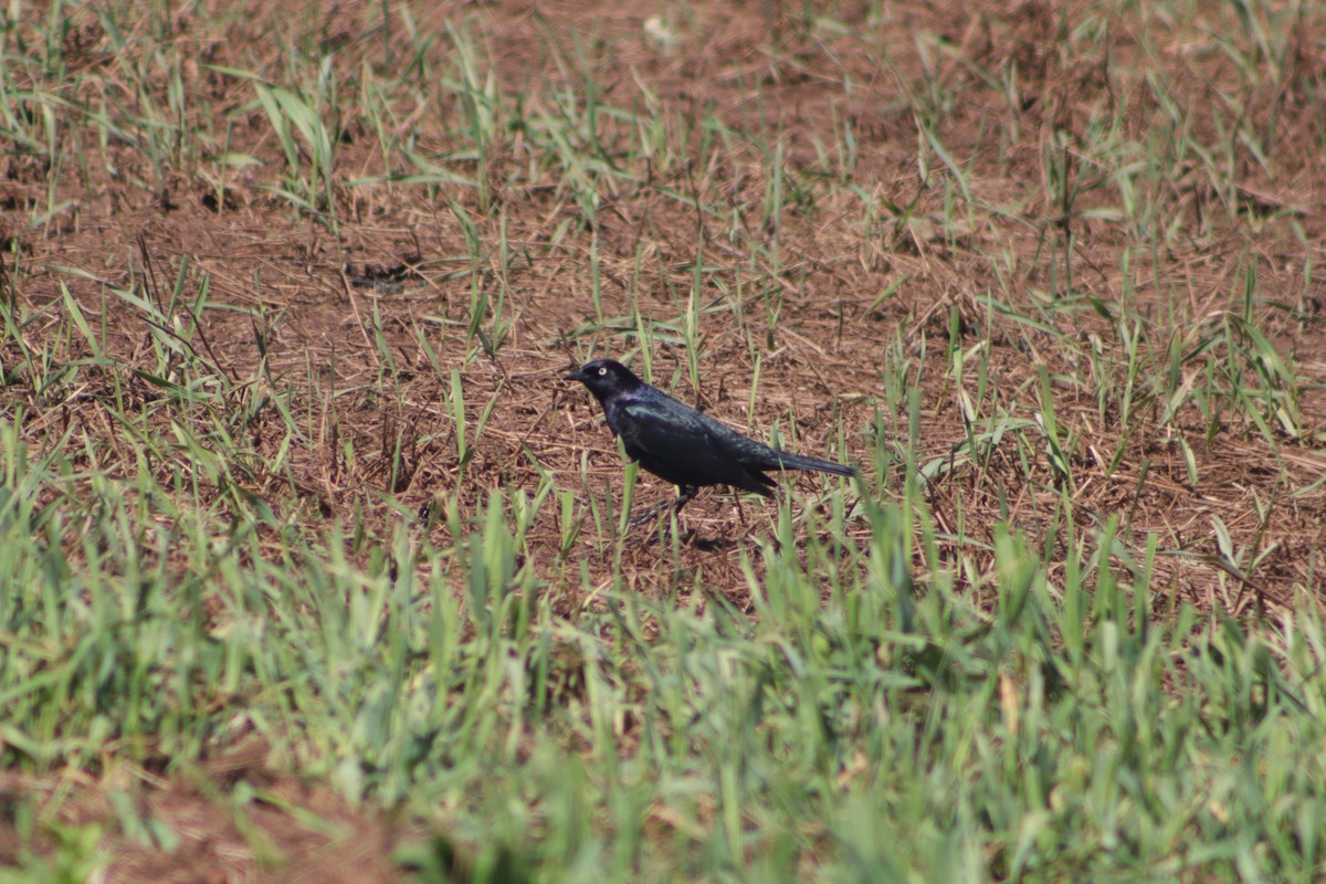 Brewer's Blackbird - ML635534815