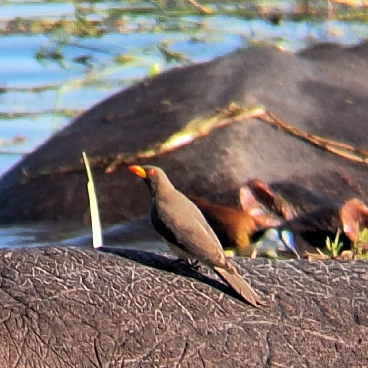Yellow-billed Oxpecker - ML635534818