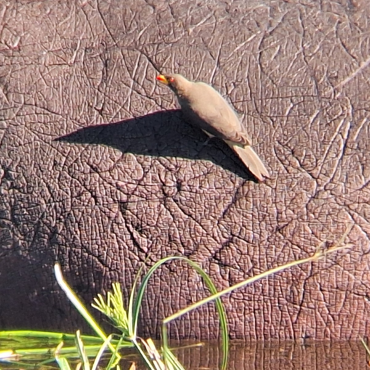 Yellow-billed Oxpecker - ML635534819