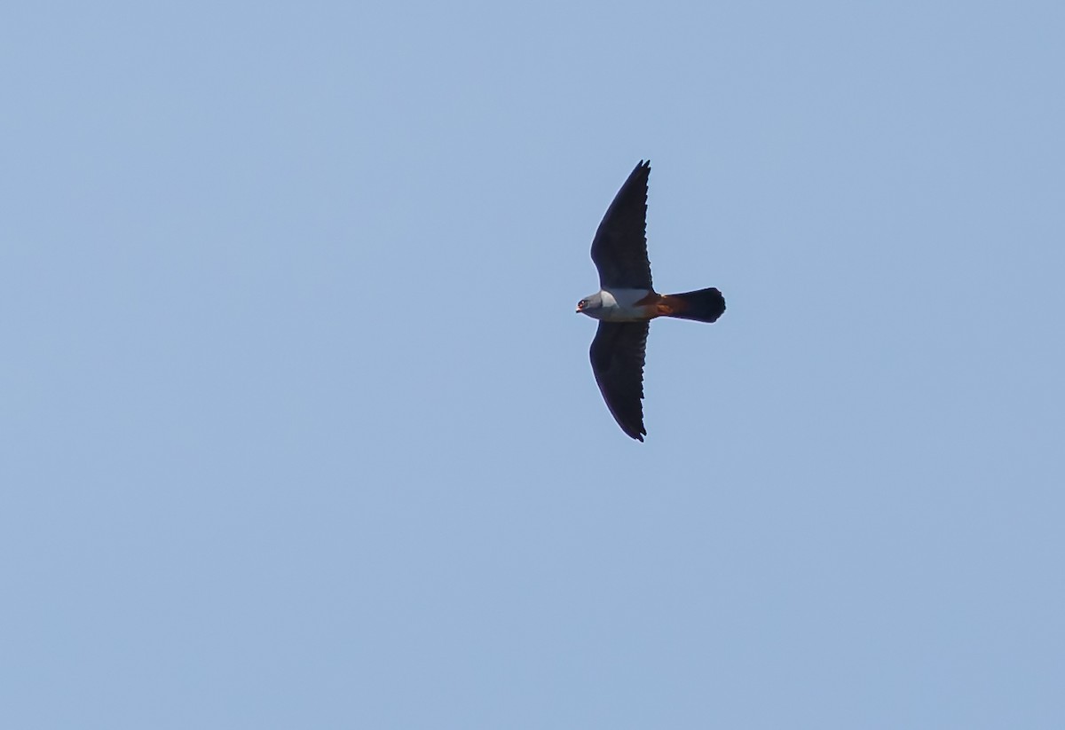 Red-footed Falcon - Mike Edgecombe