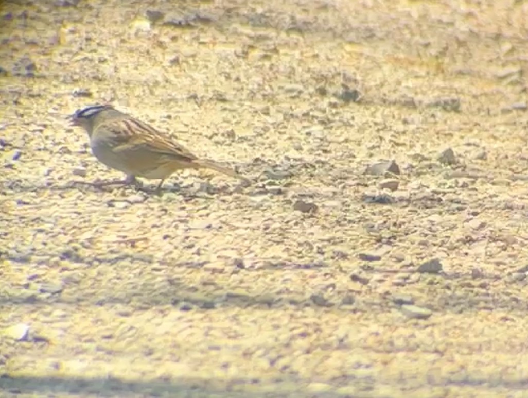 White-crowned Sparrow - ML635535026