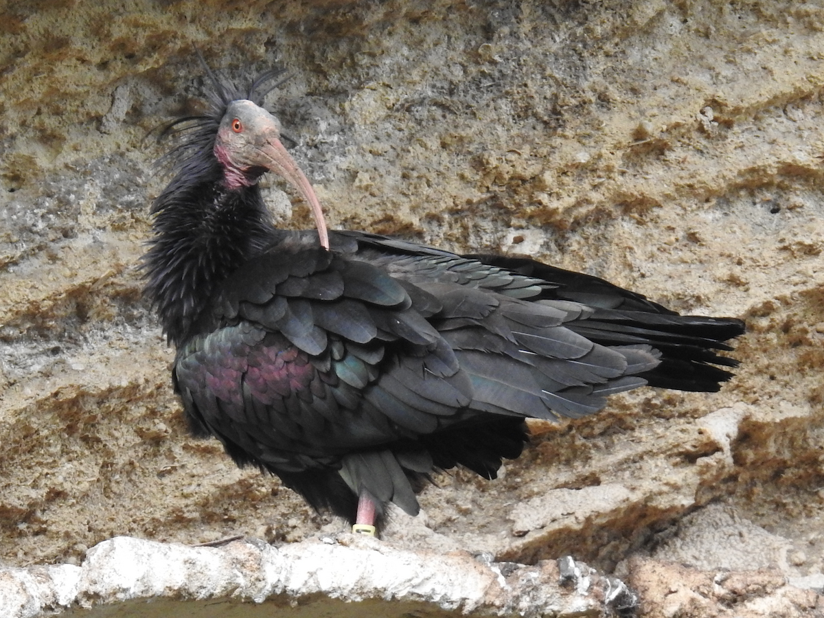 ibis skalní - ML635535072