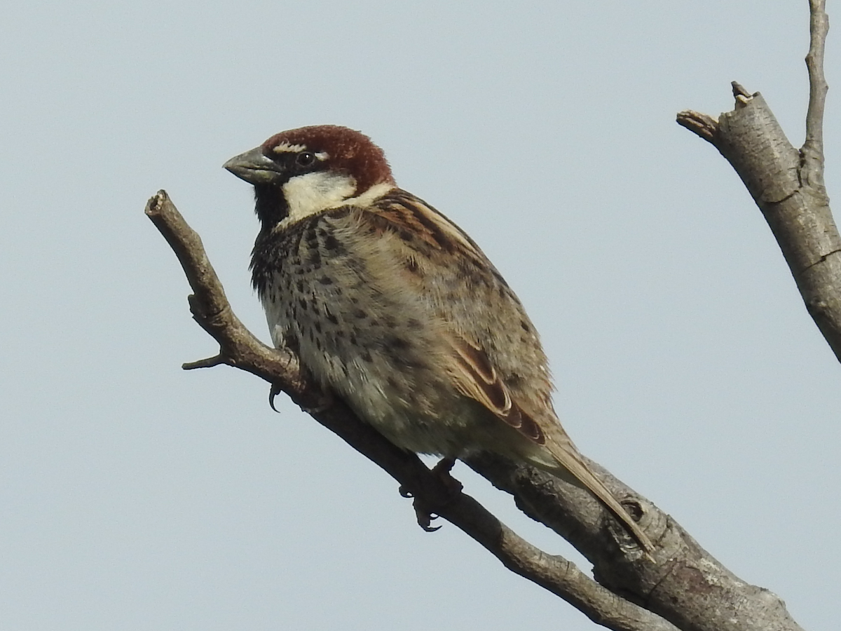 vrabec pokřovní - ML635535197