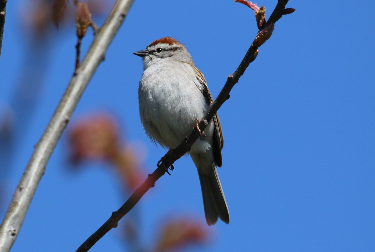 Chipping Sparrow - ML635535224