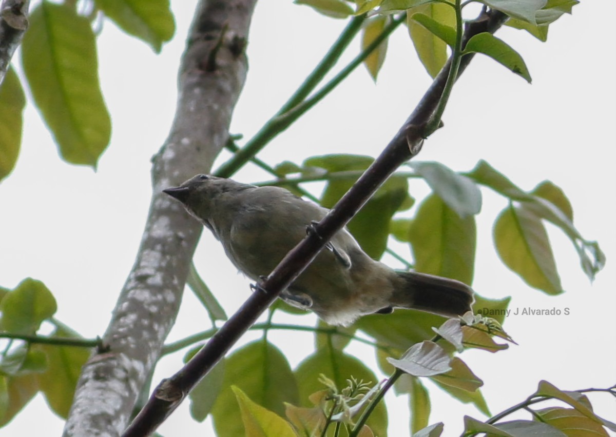 Plain-colored Tanager - ML635535358