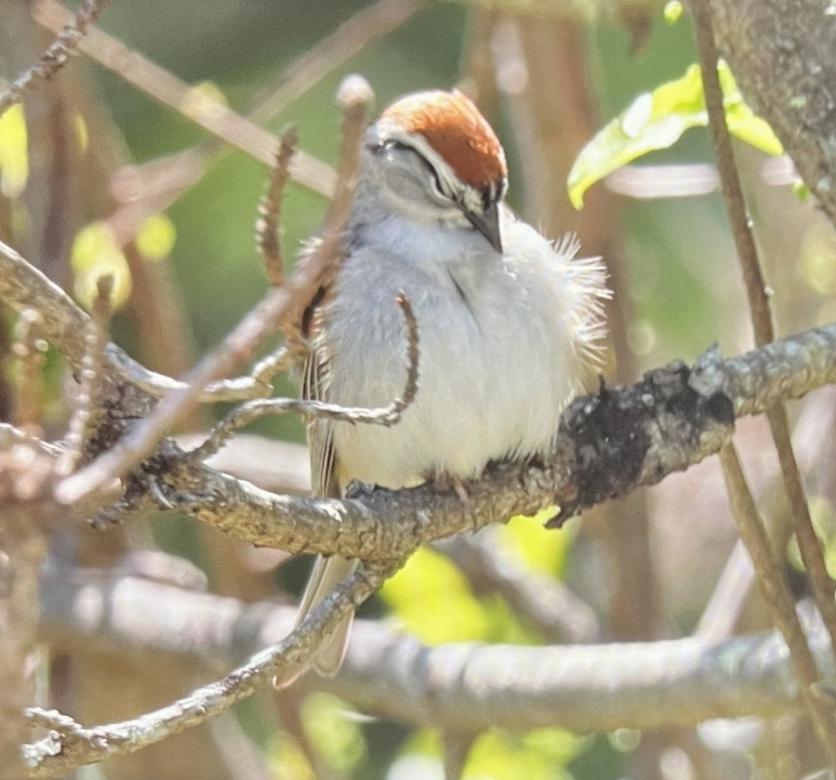 Chipping Sparrow - ML635535364
