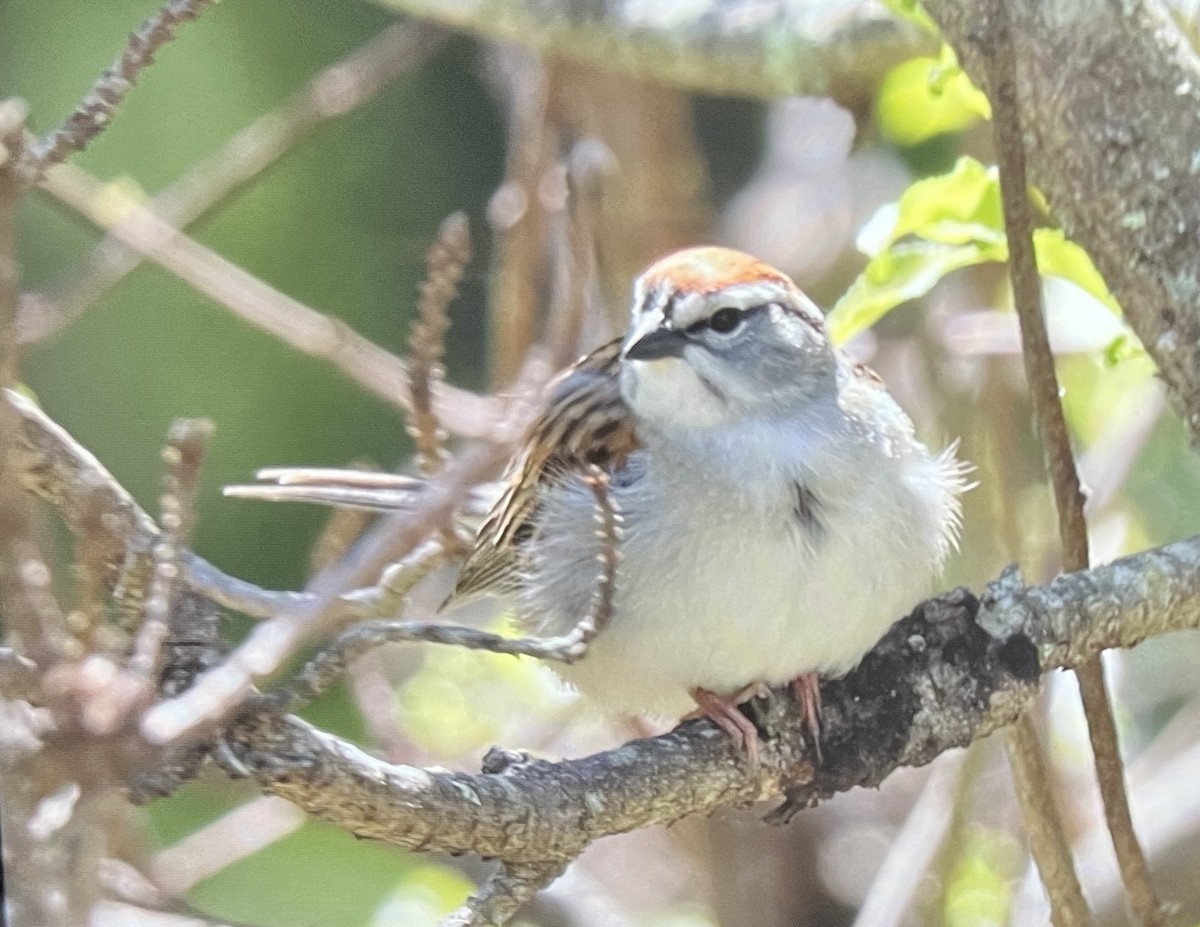 Chipping Sparrow - ML635535365