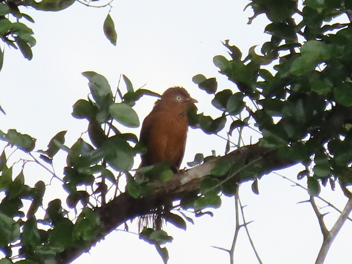 Rufous Chatterer - ML635535569