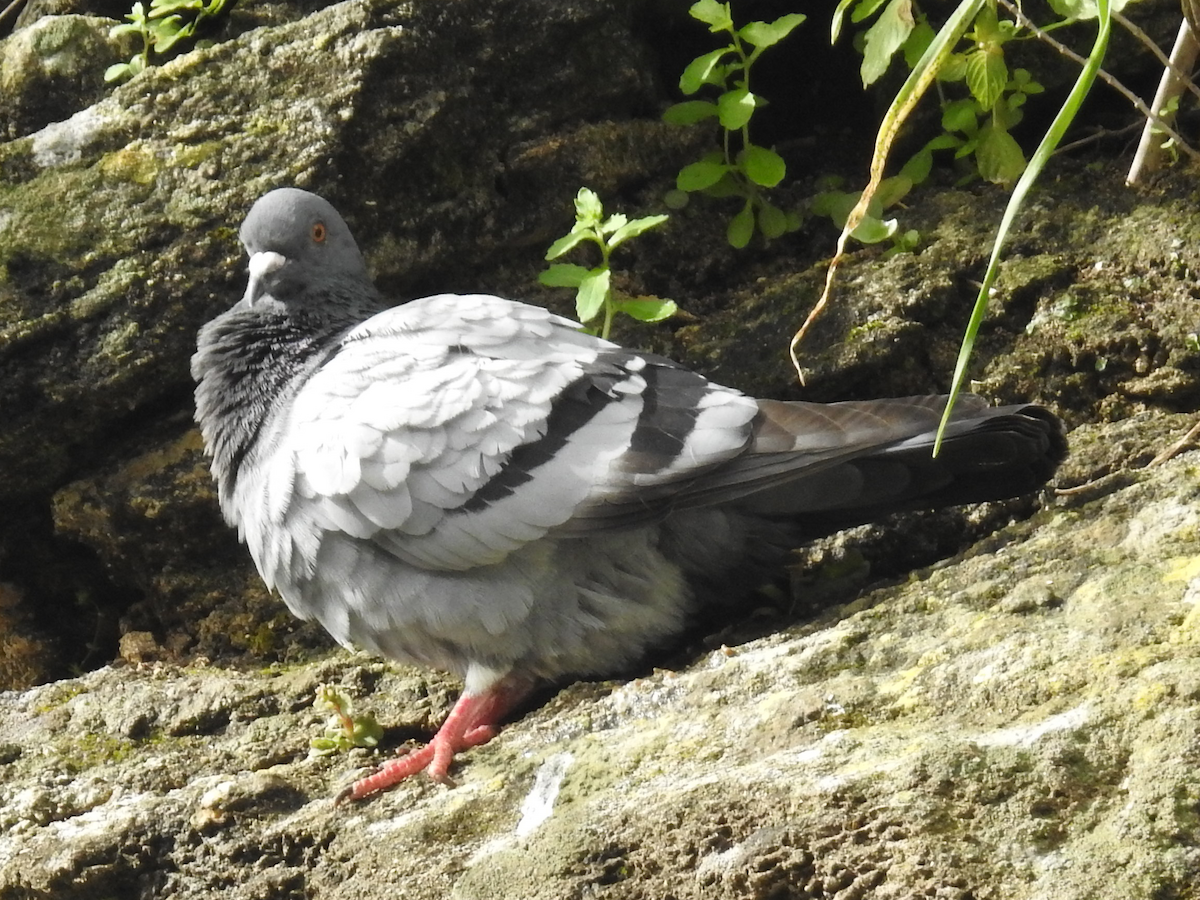 holub skalní (domácí) - ML635535604