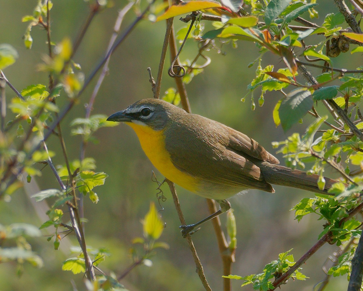 Yellow-breasted Chat - ML635535610
