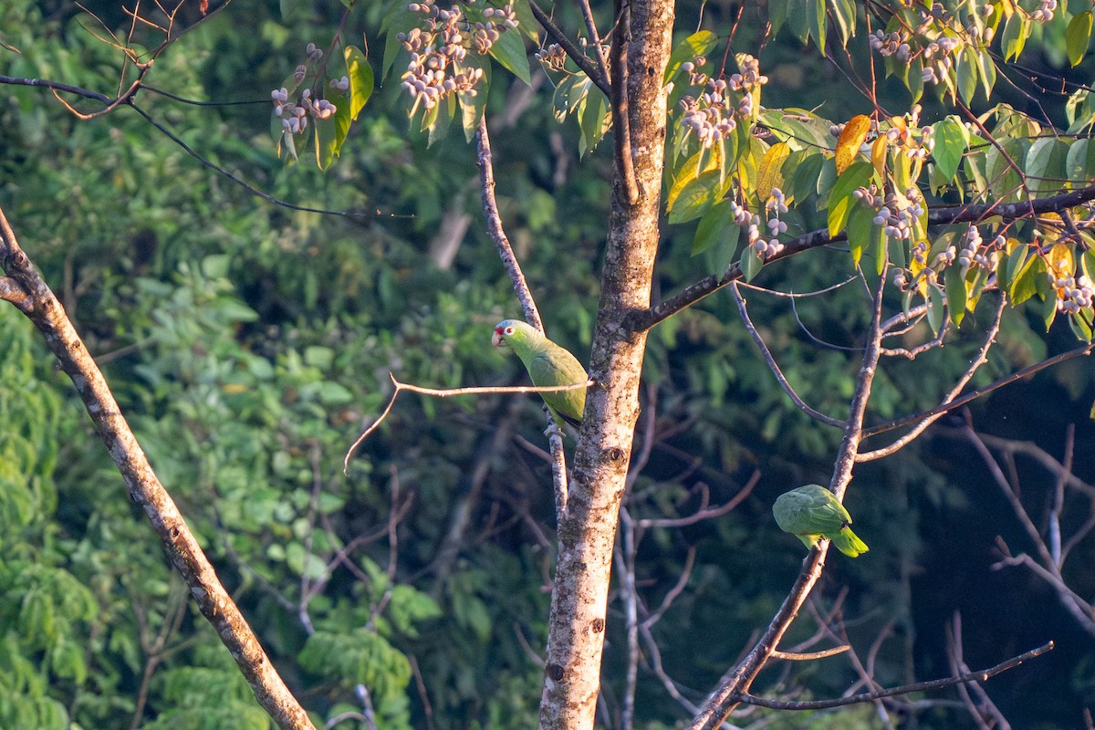 Red-lored Amazon - ML635535681