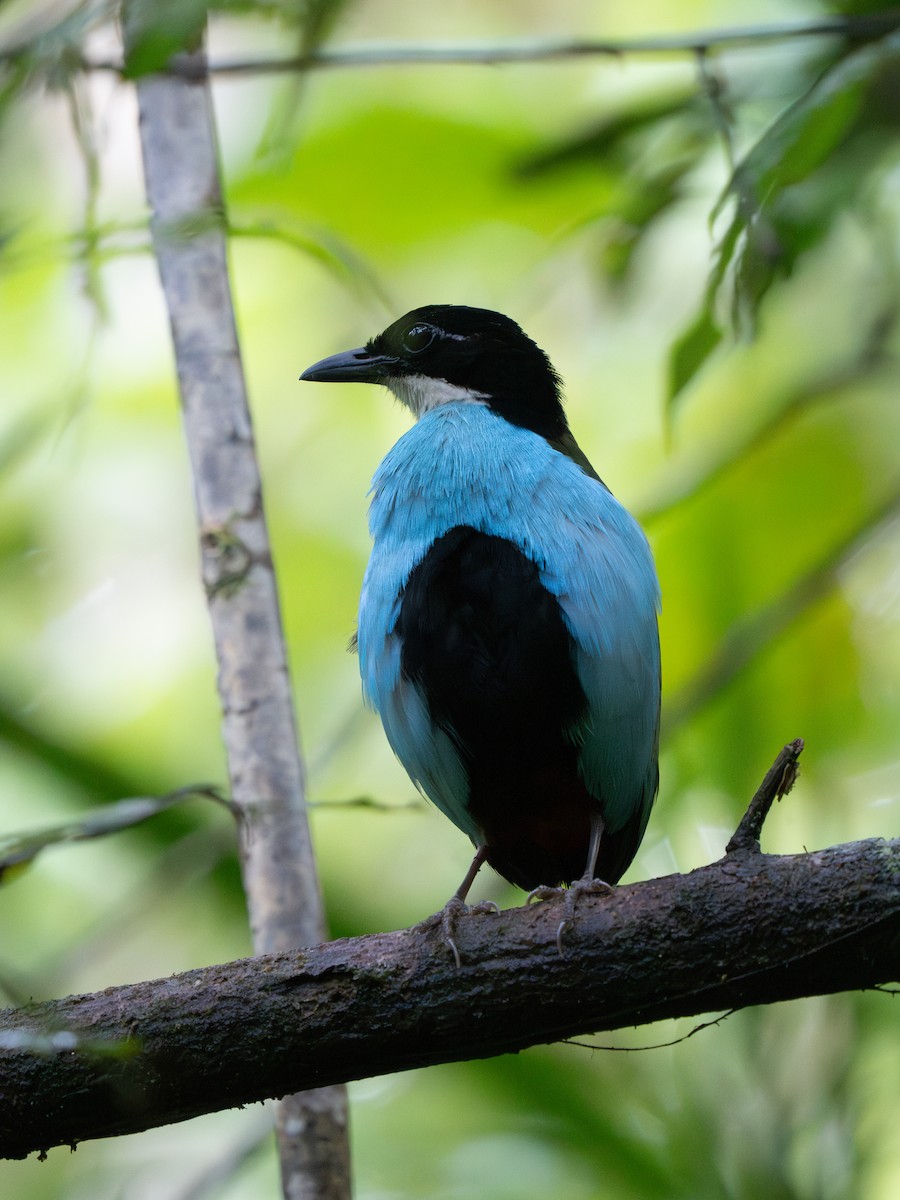 Azure-breasted Pitta - ML635535682