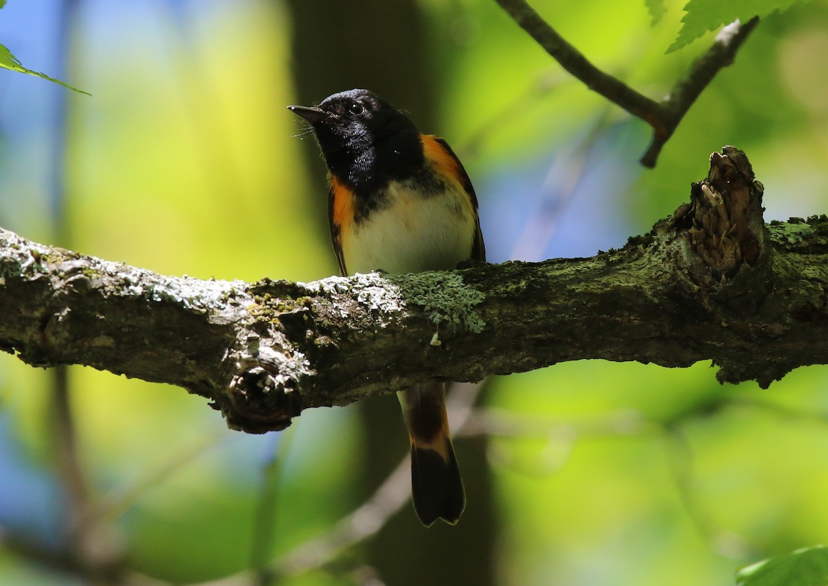 ハゴロモムシクイ - ML635535695