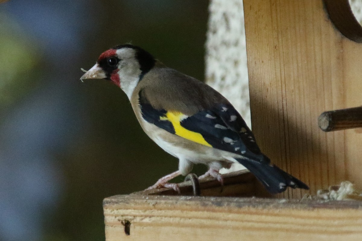 European Goldfinch - ML635535704