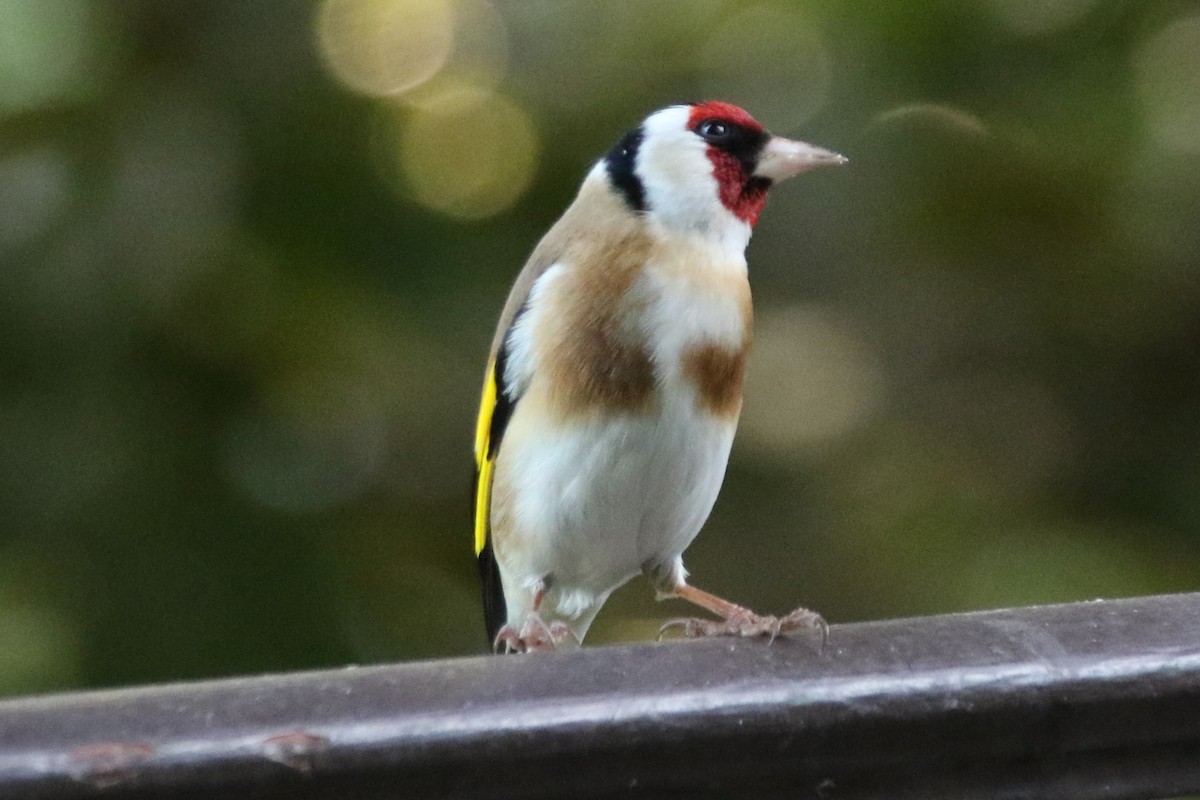 European Goldfinch - ML635535705