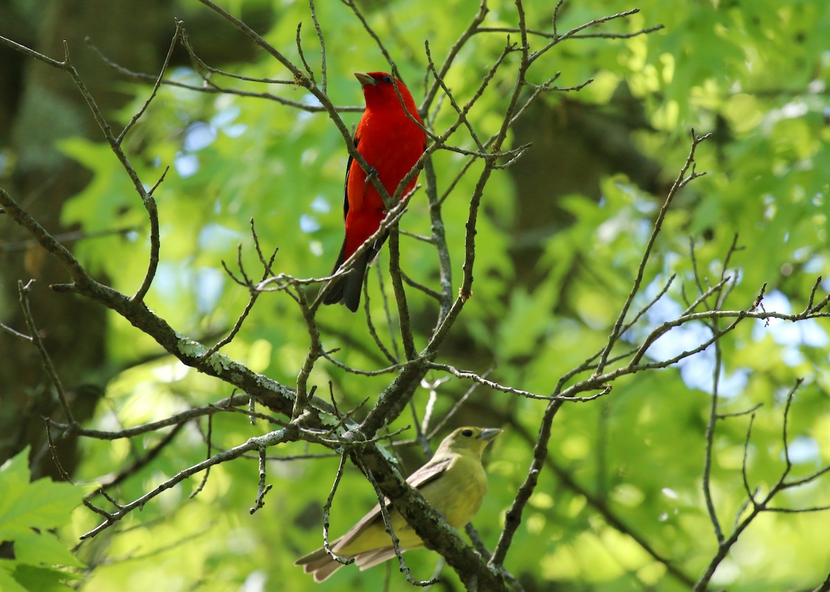 アカフウキンチョウ - ML635535708