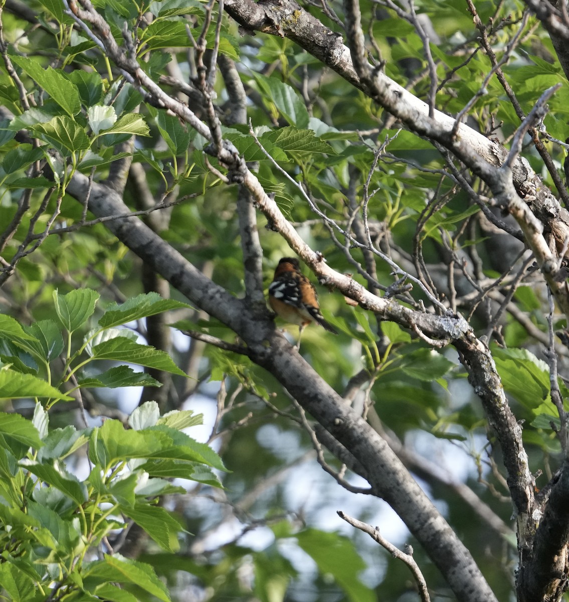 Black-headed Grosbeak - ML635535775