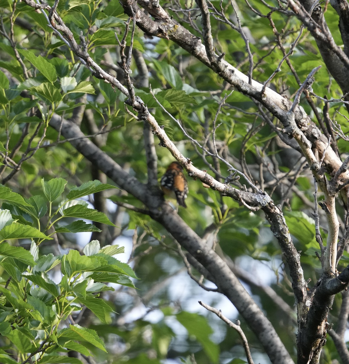 Black-headed Grosbeak - ML635535776