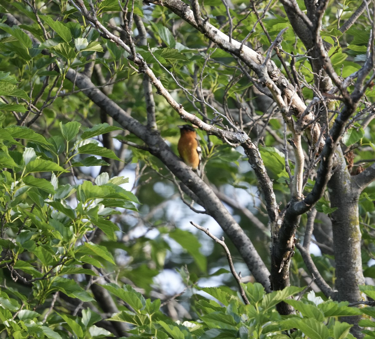 Black-headed Grosbeak - ML635535777