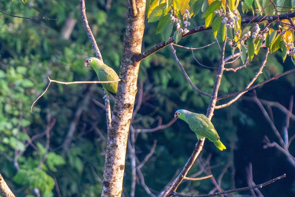 Red-lored Amazon - ML635535798