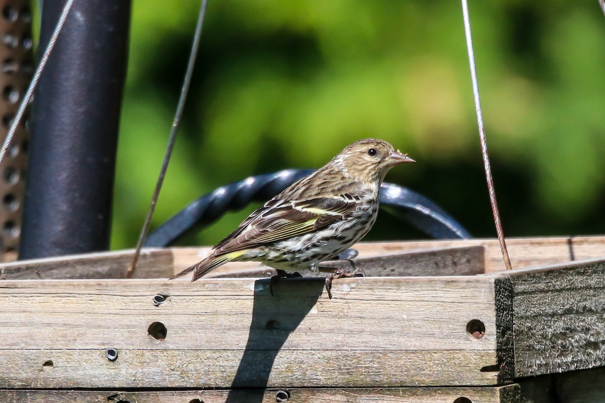 Pine Siskin - Walter Parker