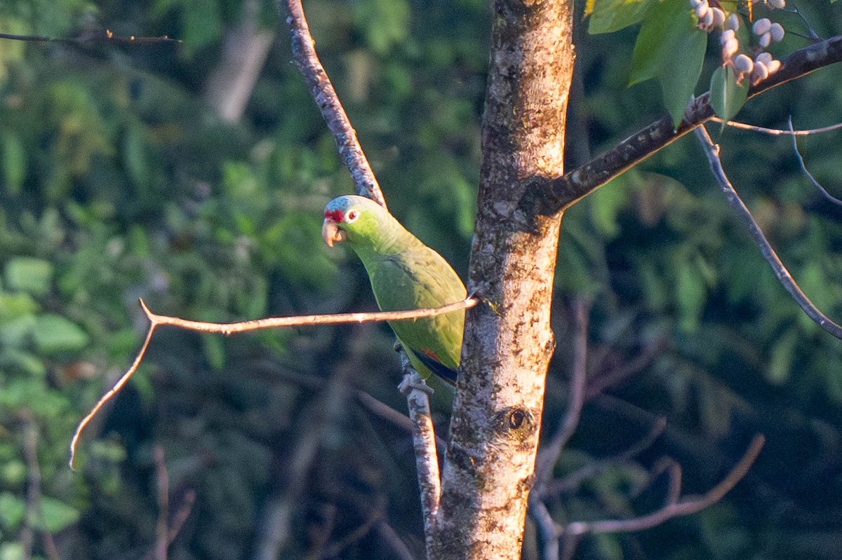 Red-lored Amazon - ML635535873