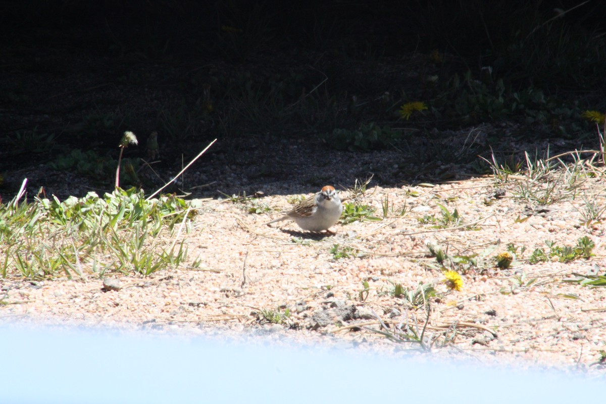 Chipping Sparrow - ML635536013
