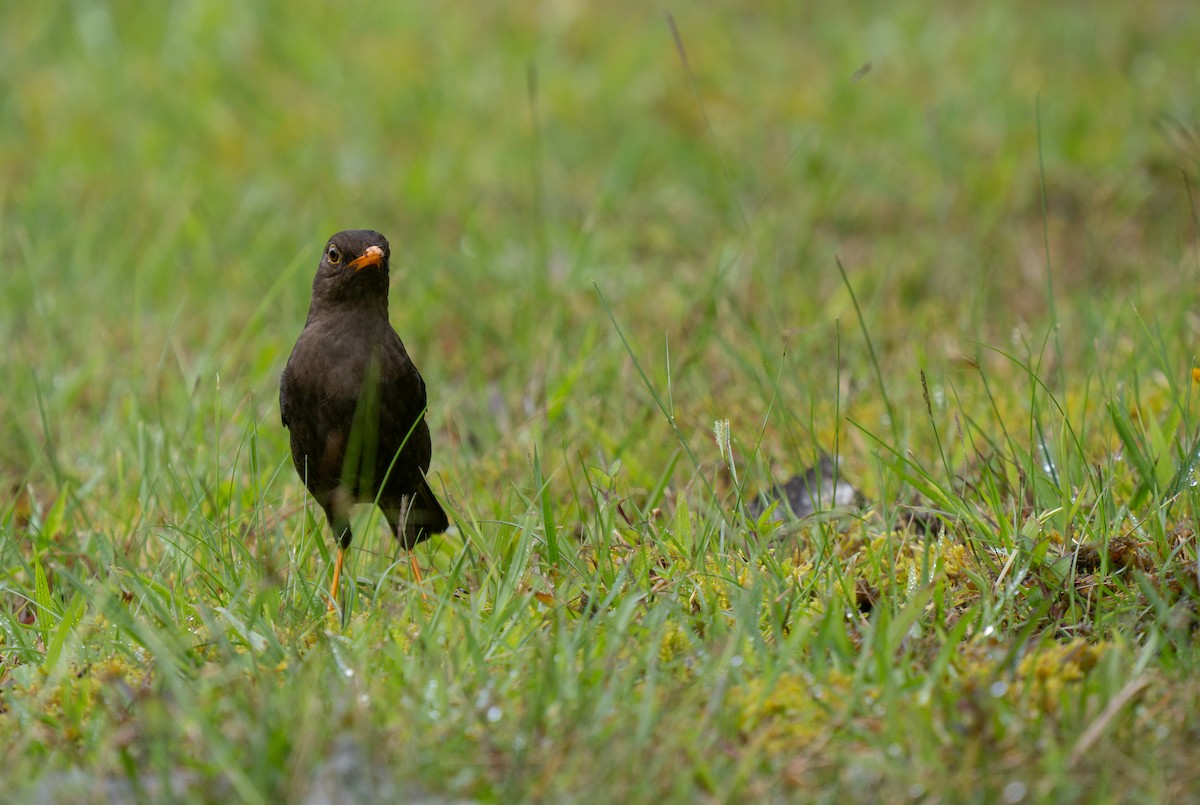 Mindanao Island-Thrush - ML635536042