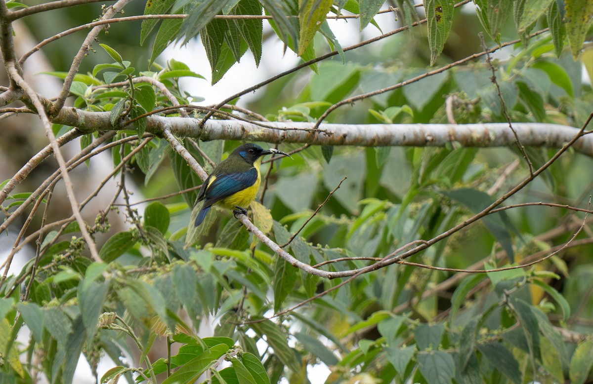 Lina's Sunbird - ML635536091