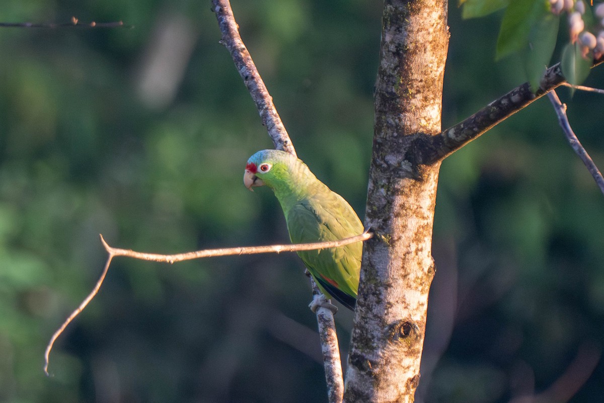 Red-lored Amazon - ML635536105