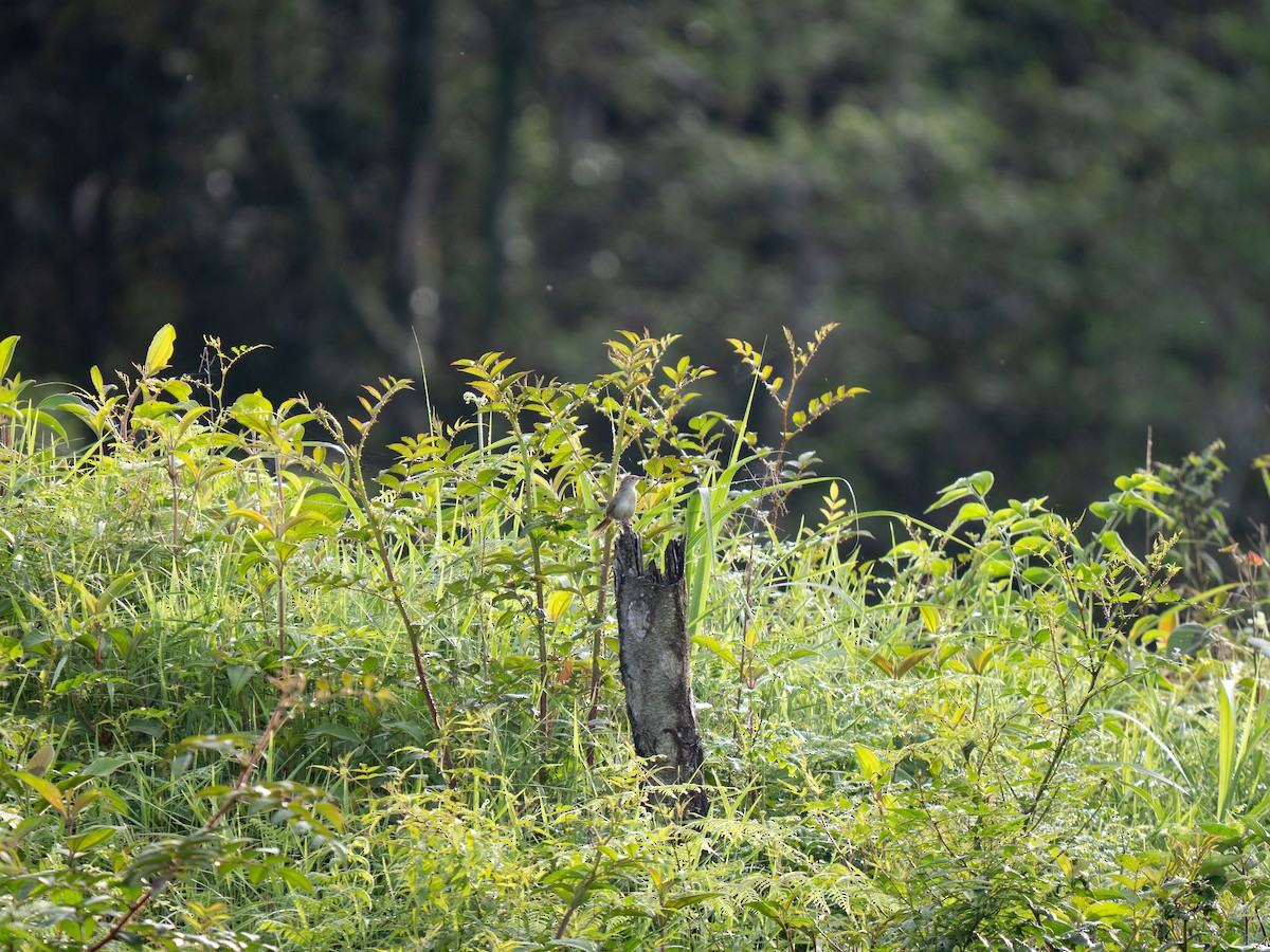 Tawny Grassbird - ML635536114