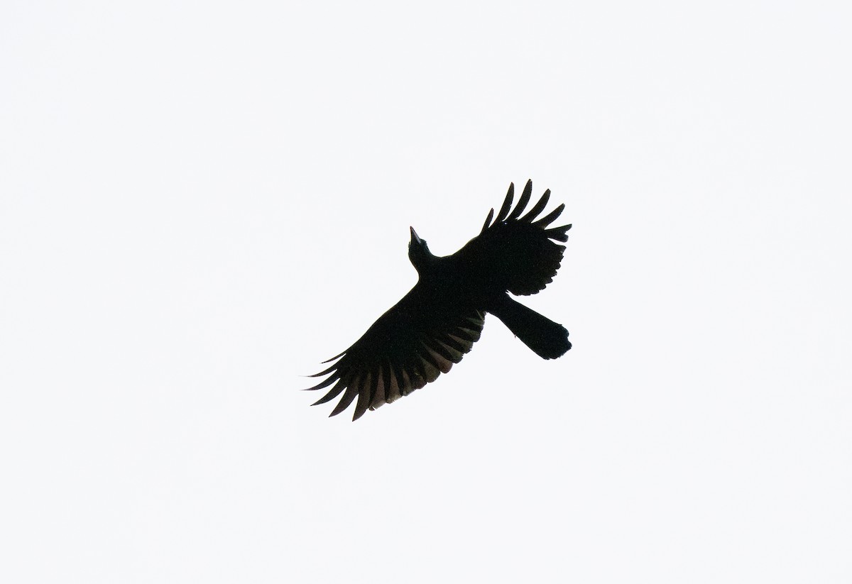 Philippine Jungle Crow - ML635536128