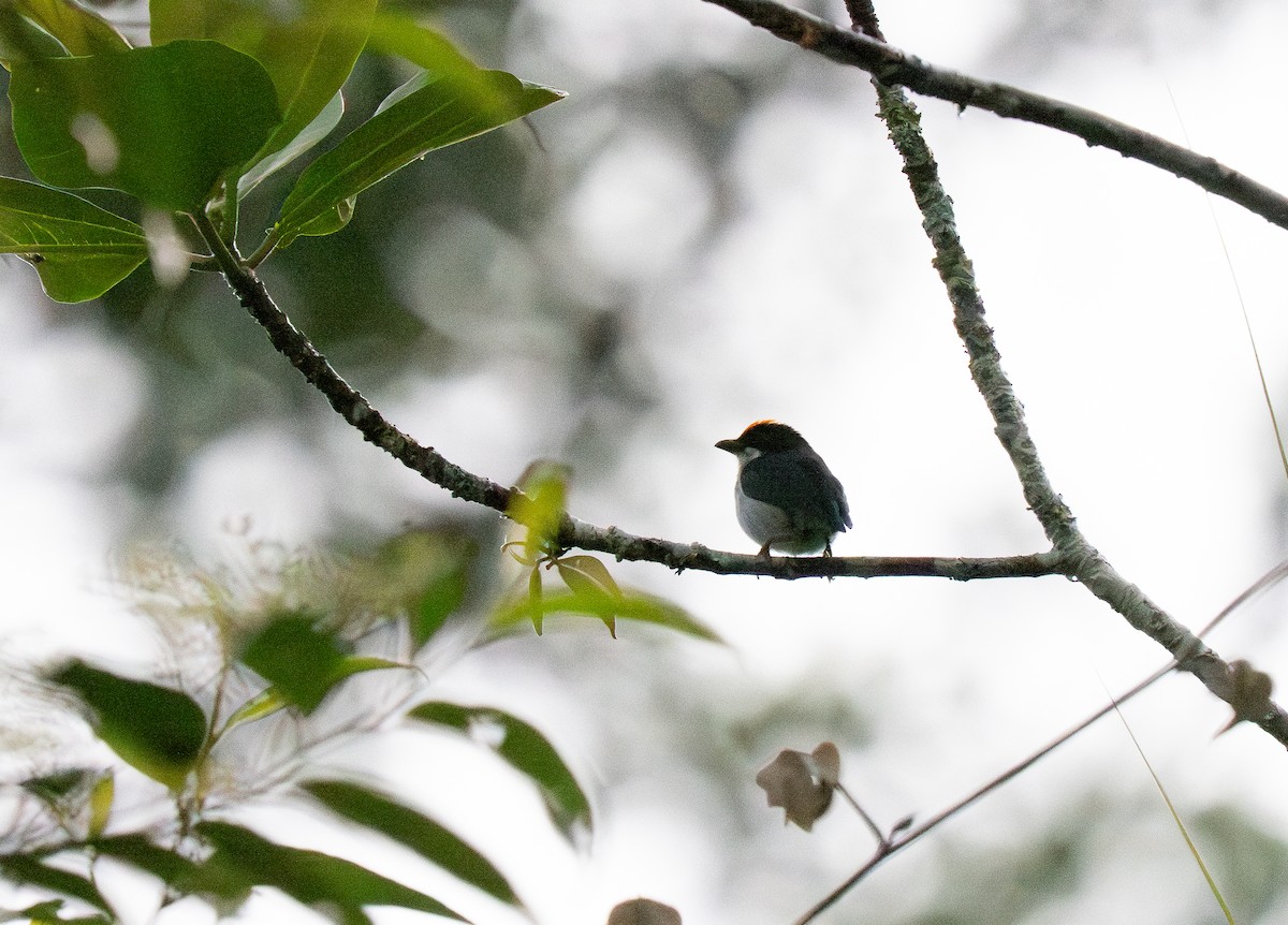Flame-crowned Flowerpecker - ML635536142