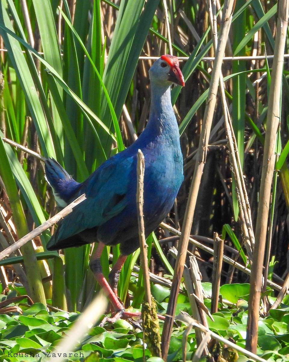 Gray-headed Swamphen - ML635536277