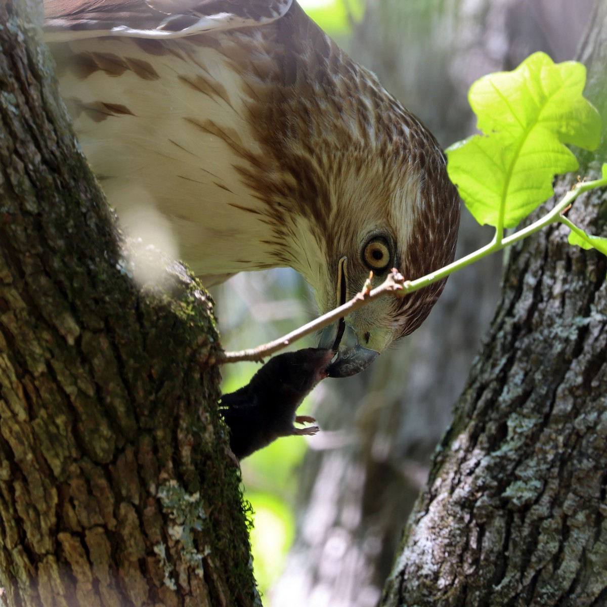 Red-tailed Hawk - ML635536278