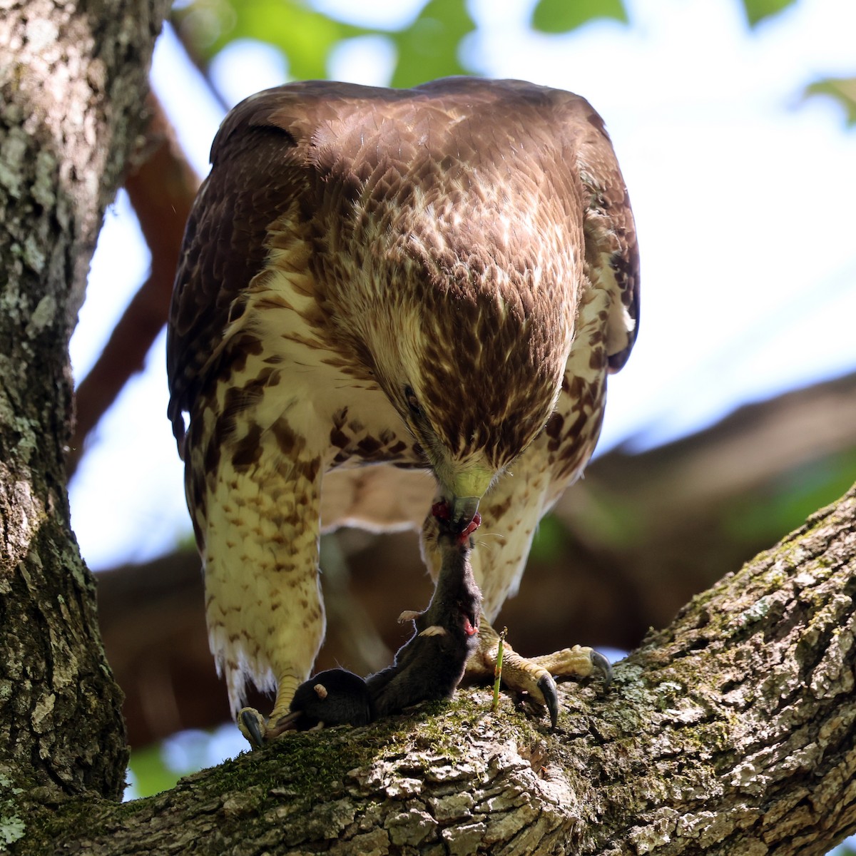 Red-tailed Hawk - ML635536279