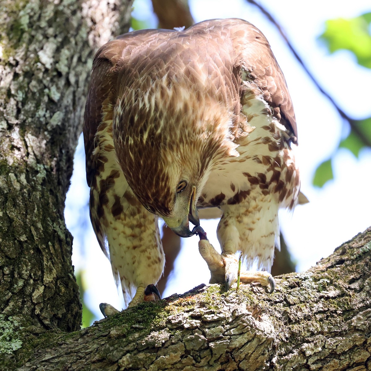 Red-tailed Hawk - ML635536280