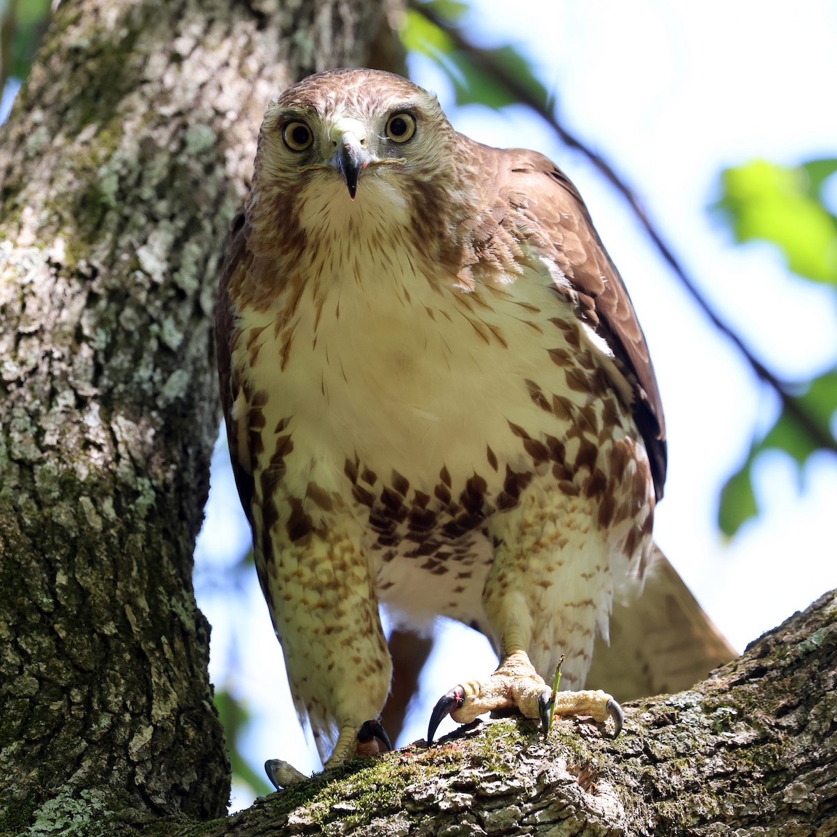 Red-tailed Hawk - ML635536281