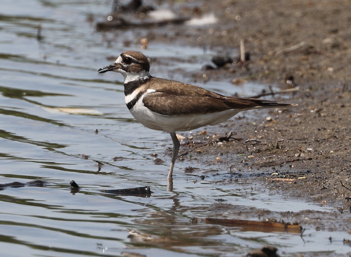 Killdeer - ML635536307