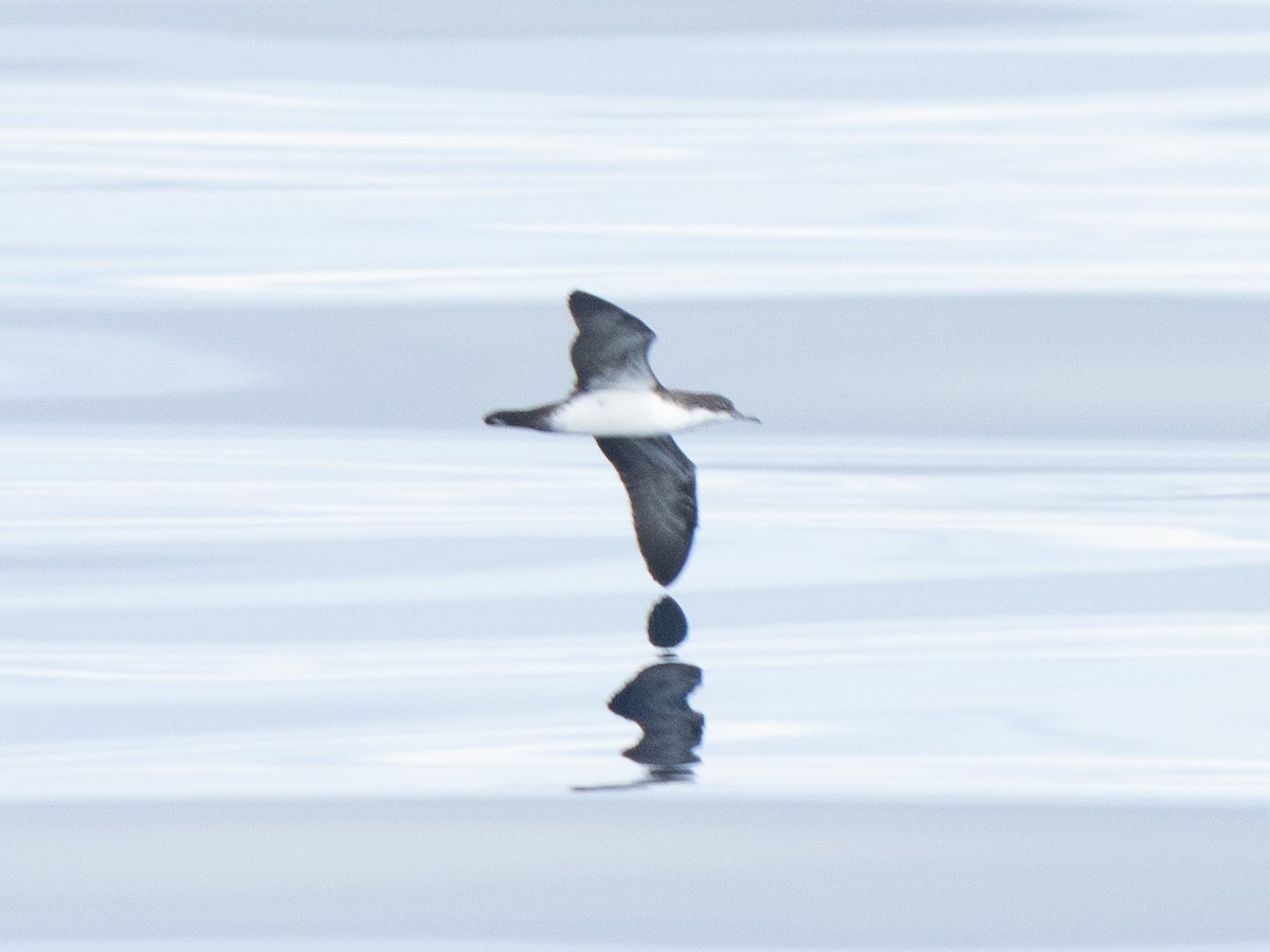 Galapagos Shearwater - ML635536316