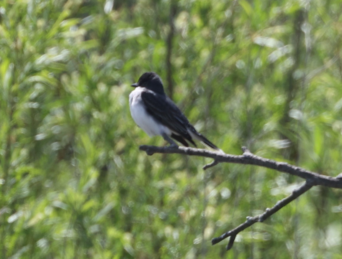 Eastern Kingbird - ML635536326