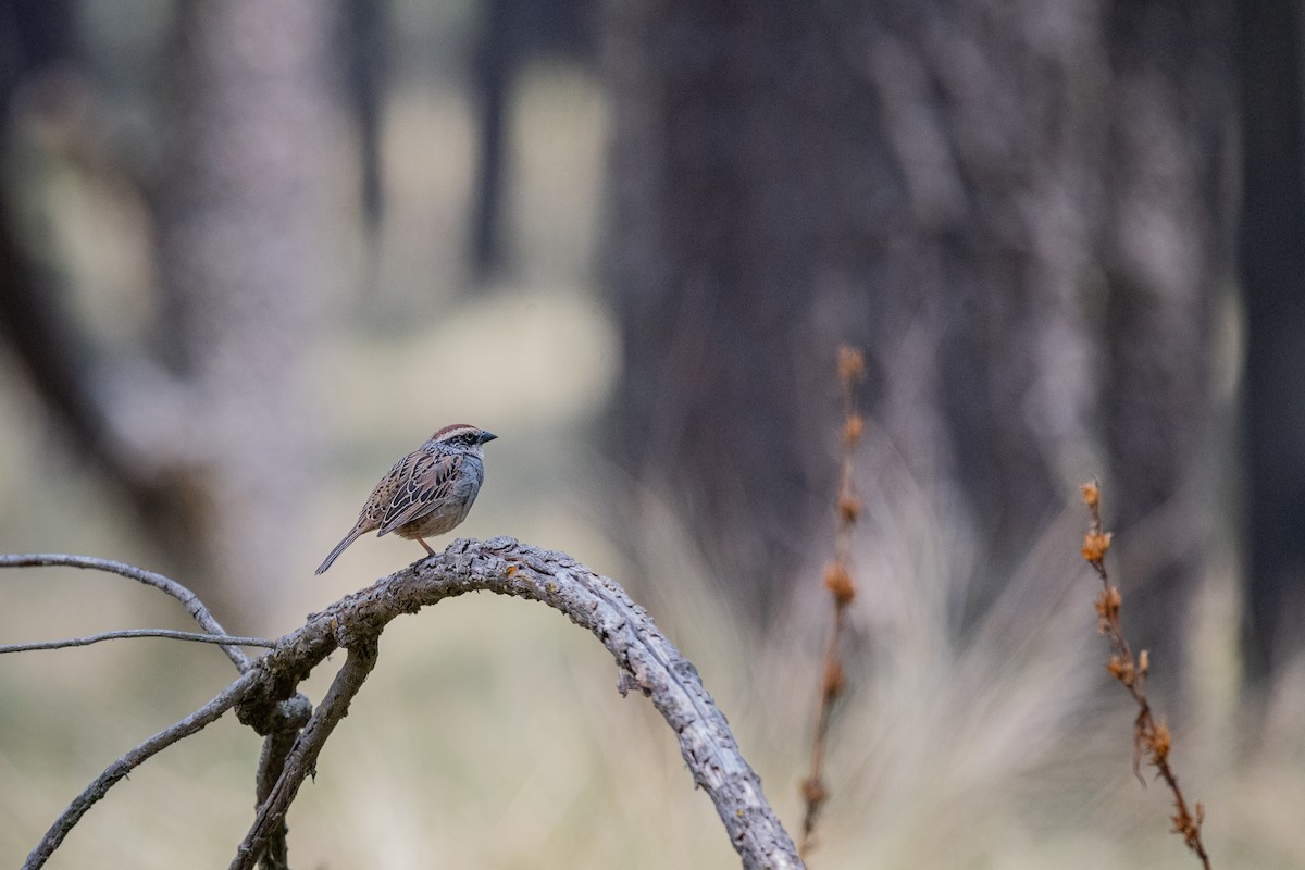Striped Sparrow - ML635536333